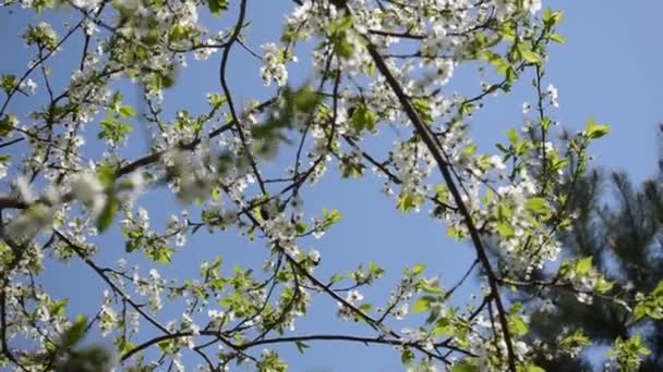 Buschfliege blüht Baum — Stockvideo