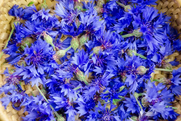 Fresco azul cornflower fundo flor — Fotografia de Stock