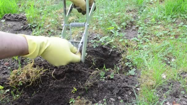 Gardener mole trap — Stock Video