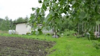 Huş ağacı dalı kadın evi