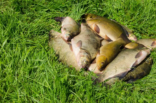 Udanych połowów na trawie na zewnątrz — Zdjęcie stockowe