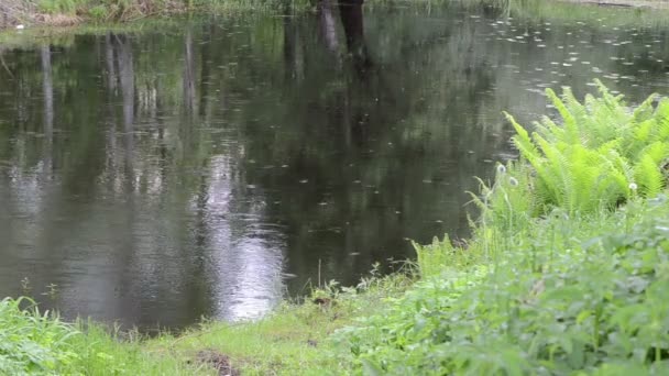 Pond drops raining — Stock Video