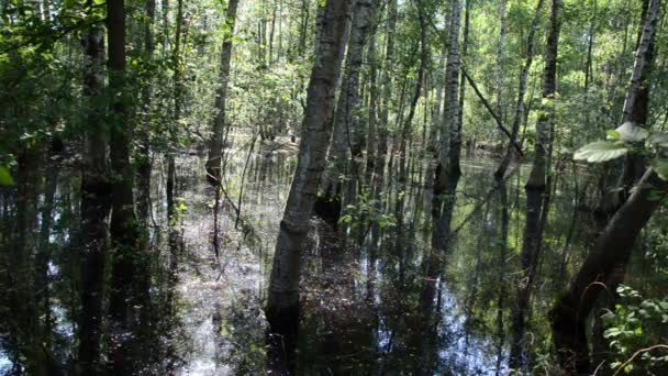 Flooded birch grove — Stock Video