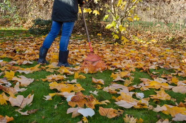 Trabajador rastrillo otoño tuliptree seco hojas en el jardín — Foto de Stock