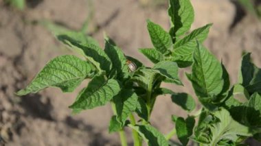 Colorado böceği el