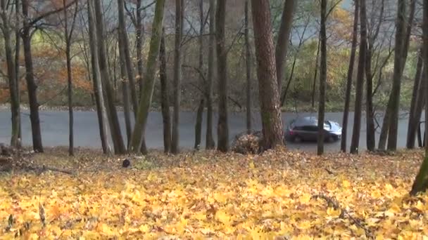 Hill leaves autumn car — Stock Video