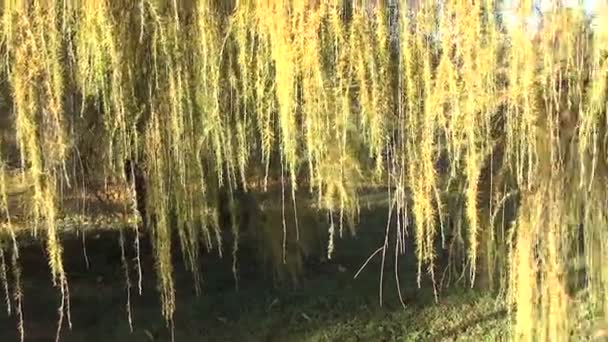 Φθινόπωρο υποκατάστημα δέντρο λάρυκος (αγριοπεύκης) — Αρχείο Βίντεο