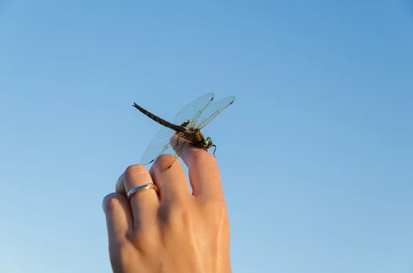 Grandes alas de mosca damisela a mano en el cielo azul — Foto de Stock