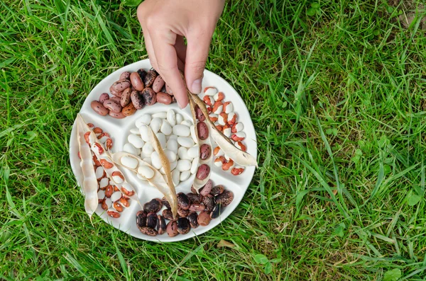 Mano mantenga la vaina seca sobre el plato con frijoles al aire libre — Foto de Stock