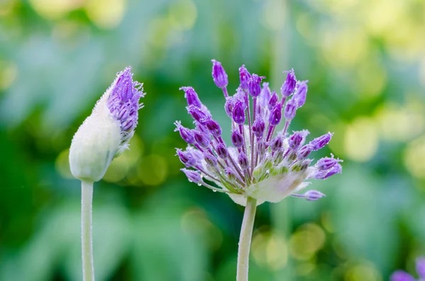 Decorative garlic bloom and bud morning dew drops — Stock Photo, Image