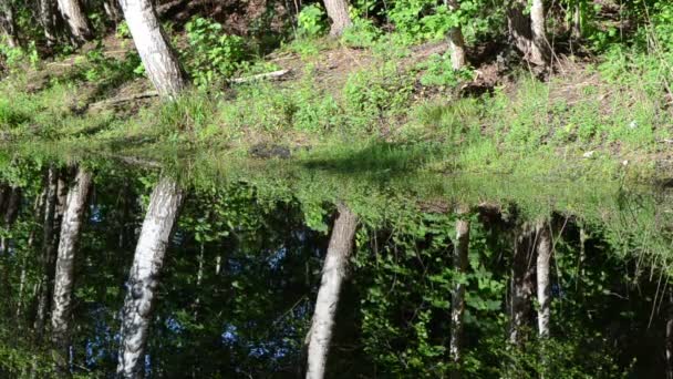 Ondulazione albero di betulla acqua — Video Stock