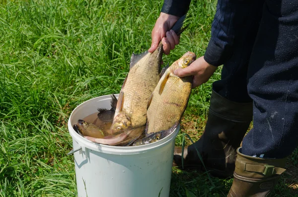 Mão masculina detém grande sargo de balde cheio de peixes — Fotografia de Stock