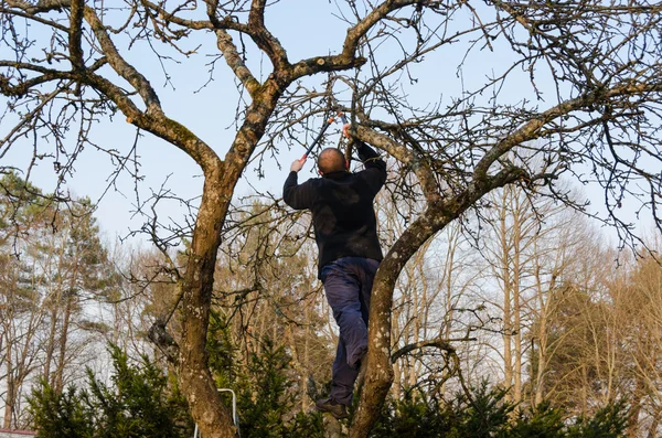 Man pruned branches with handle clippers scissors — Stock Photo, Image