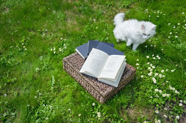 Katzenphilosoph in der Nähe von Weidenkorb voller Bücher — Stockfoto