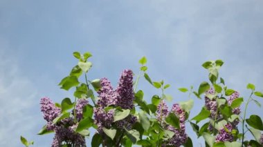 Menekşe leylak dal gökyüzü