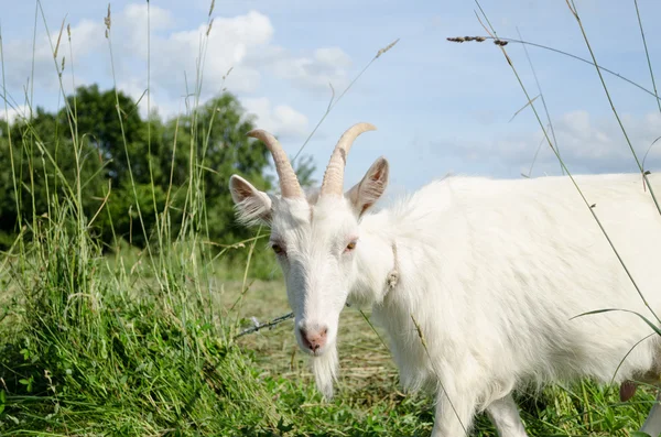 White goat in green meadow pasture — Stock Photo, Image