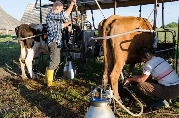 Bauern-Ehepaar melkt Kuh auf Bauernhof — Stockfoto