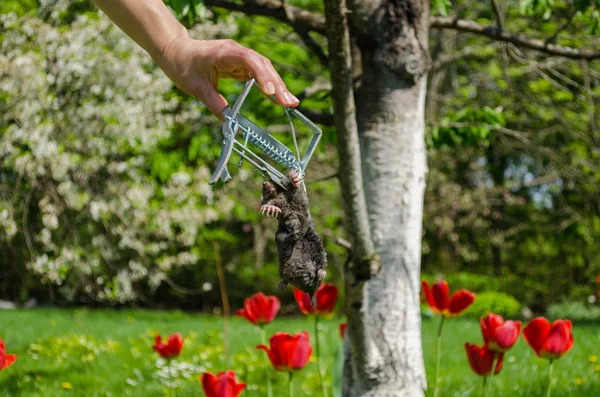 Mano e morto talpa trappola di ferro su sfondo giardino — Foto Stock