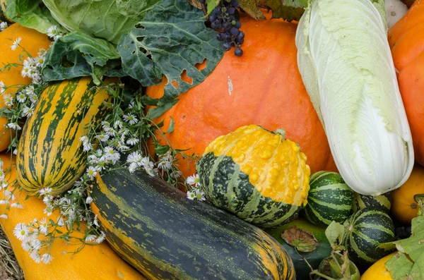 Close up autumn vegetable marrow pumpkin flower — Stock Photo, Image
