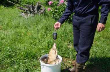 Fisher ölçü en büyük balık ağırlığı 