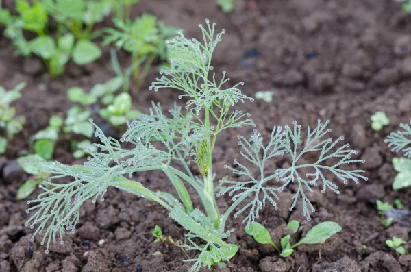 Tau-Dill-Pflanze mit Wassertropfen in fruchtbarer Erde — Stockfoto