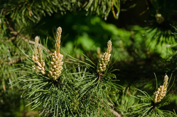 Pine branch with beautiful young buds — Stock Photo, Image