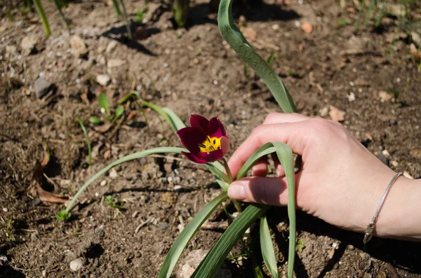 Mão de mulher para tulipas vermelhas no jardim — Fotografia de Stock