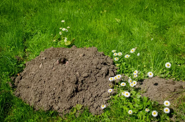 Toupeira e molehill no jardim flor branca — Fotografia de Stock