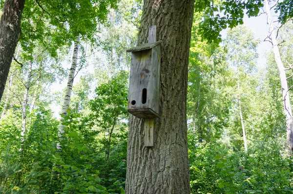 Caixa de nidificação com dois bueiros na bétula na floresta — Fotografia de Stock