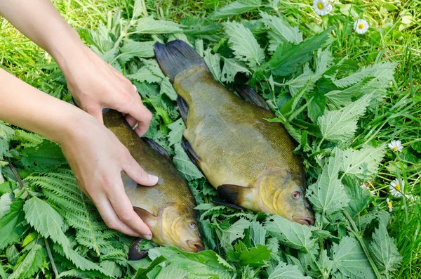 Hand puts on nettle big shiny tench fishes — Stock Photo, Image