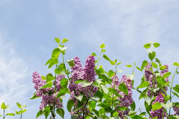 Beautiful violet lilac branch blue sky background — Stock Photo, Image