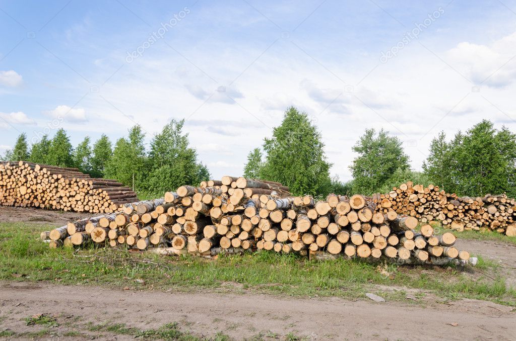Wood fell industry. Stack birch and pine tree logs 