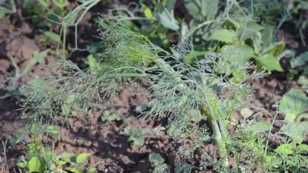 Taupe Dill Pflanzenwasser — Stockvideo