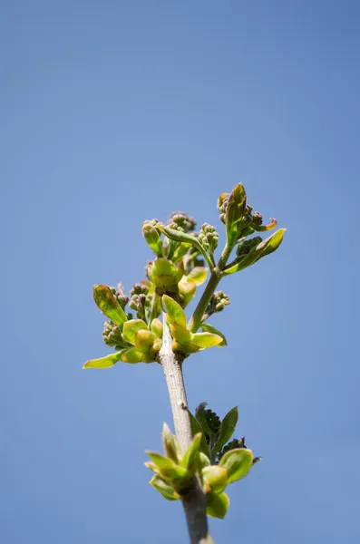 Jardim planta ramos folhas verdes botões na primavera — Fotografia de Stock