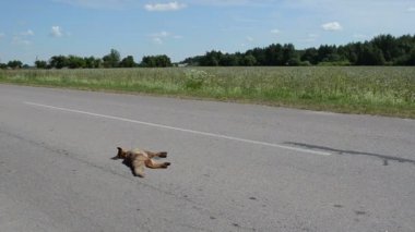 ölü tilki road