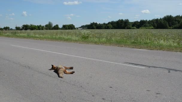 Döda fox road — Stockvideo