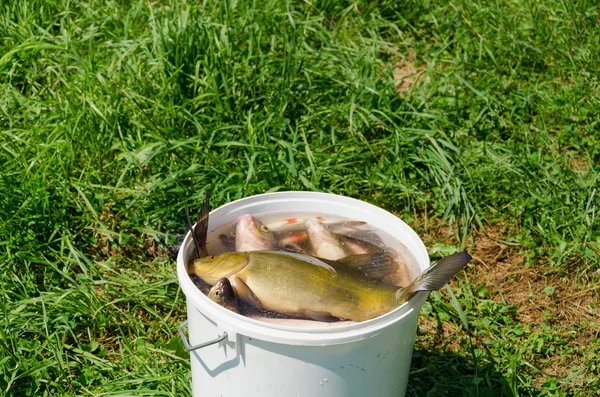 Big fish fishing catch in bucket water on meadow — Stock Photo, Image