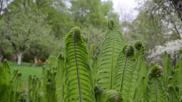 Fern twig tuin — Stockvideo