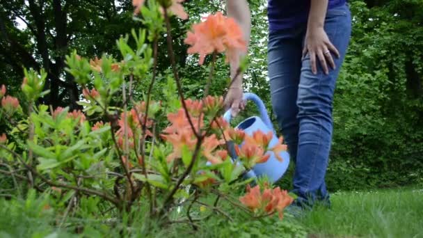 Mulher rododendro água — Vídeo de Stock