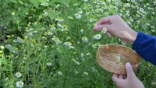 Frau Hand Kamillenpflücke — Stockvideo