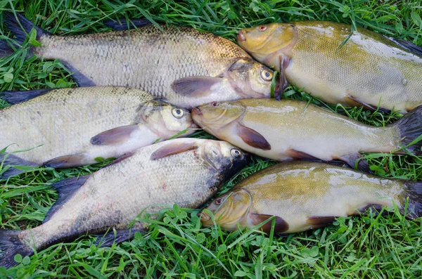Close up of shiny tench and bream on the meadow — Stock Photo, Image