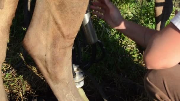 Sütçü süt makinesi inek — Stok video
