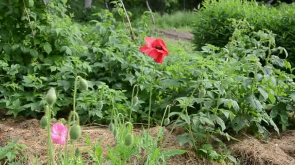 Rode papaver bud bloei — Stockvideo