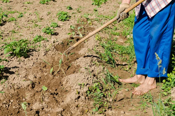 Woman hoe mould soil zucchini seedlings — Stock Photo, Image