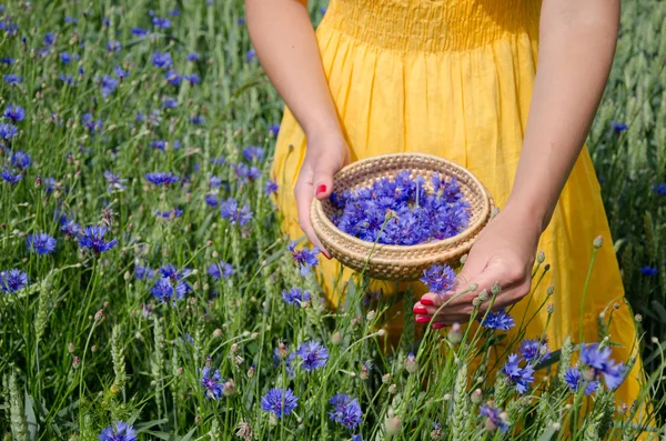 Fille en robe jaune mains cueillir des herbes de bleuet — Photo