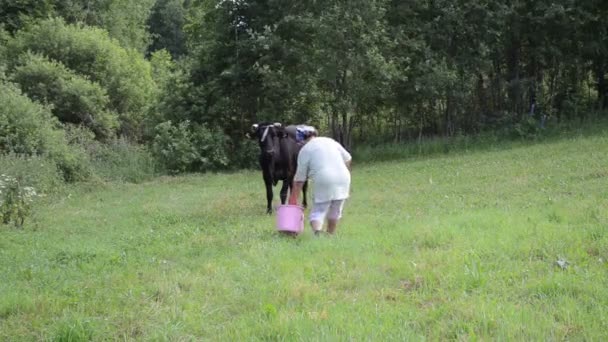 Vaca negra agricultor — Vídeo de stock