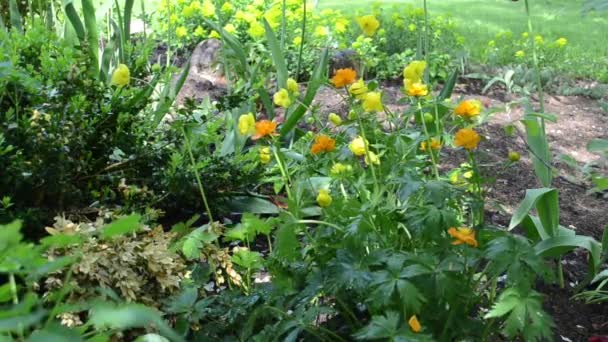 Flor gota de água da chuva — Vídeo de Stock