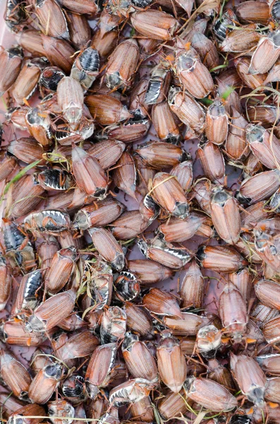 Big pile of brown cockchafer chafer — Stock Photo, Image