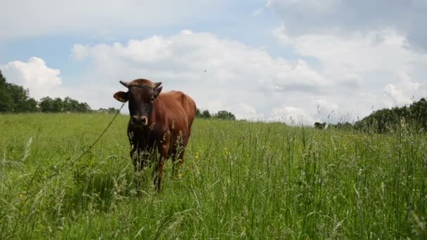 Toro pastoreo hierba gadfly — Vídeos de Stock