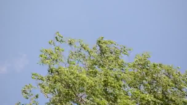 Ветка дерева оставляет небо — стоковое видео